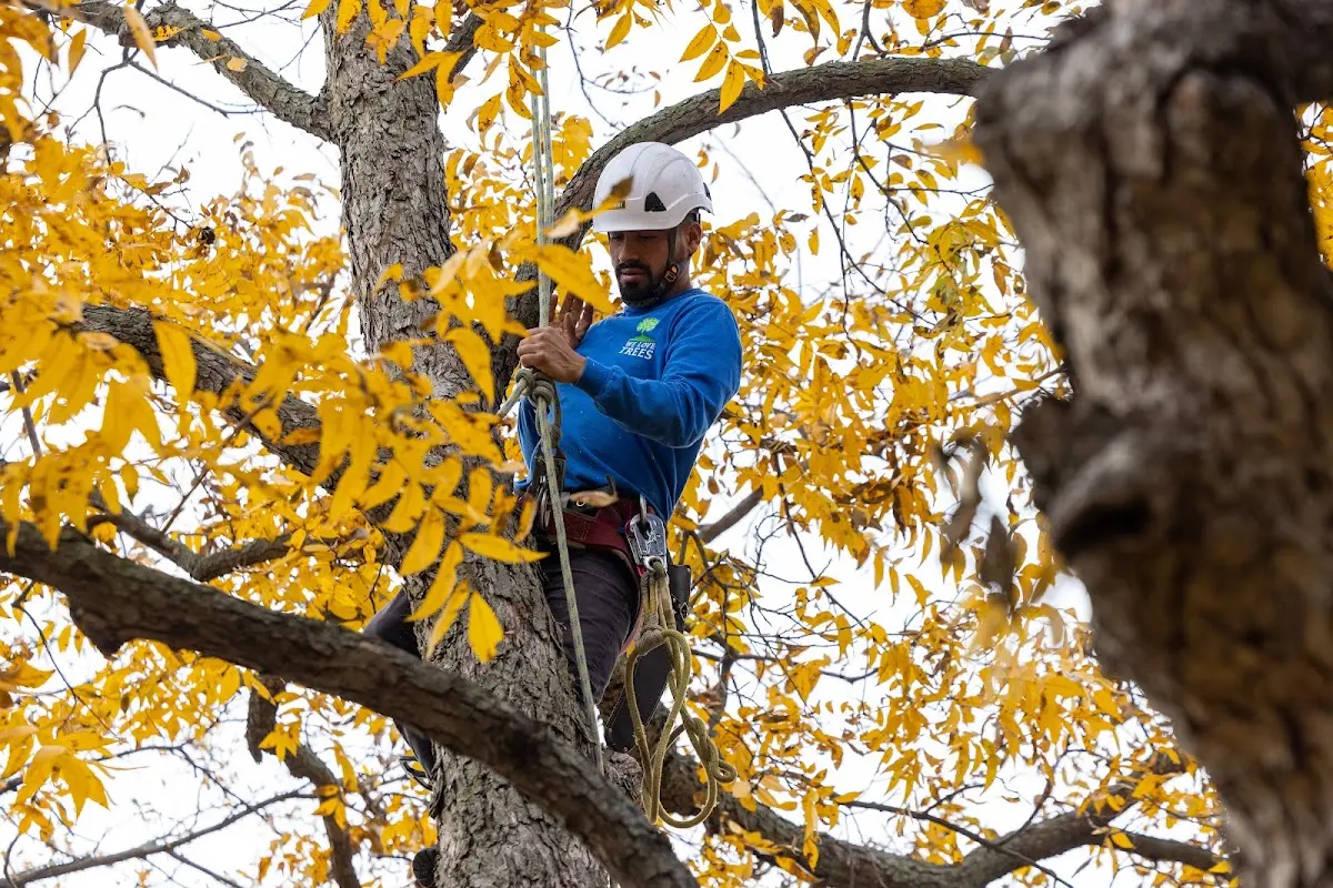 Skilled Tree Planting crew working in Westernville
